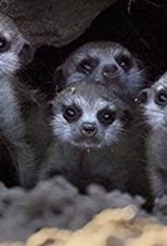 Meet the Meerkats