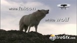 PBS Nature: White Falcon, White Wolf