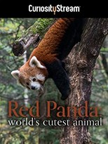 Red Panda: World's Cutest Animal