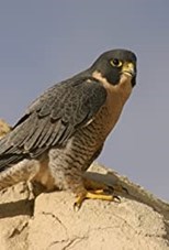 BBC Natural World: Super Fast Falcon