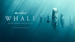 Whale with Steve Backshall - First Season