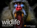 Wildlife Collection - First Season (2011) subtitles - SUBDL poster